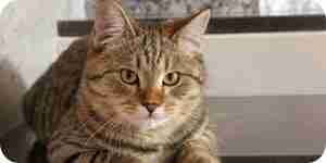 Stop-Katze Spritzen Probleme: Informationen über Katzen