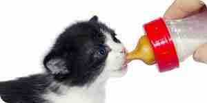 Eine Flasche gefüttert Kätzchen zu entwöhnen