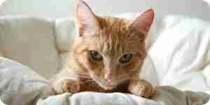 Erkennen und behandeln von Katze Parasiten: Flöhe, Würmer, Zecken und vieles mehr