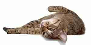 Identifizierung und Behandlung von Cat gesundheitliche Probleme von feline Lymphom
