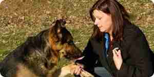 Pflege für ein Schäferhund: training und der Kontaktpflege