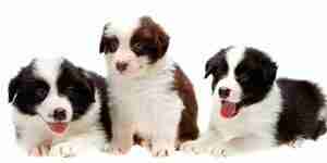 Pflege für einen Border Collie Hund: Hunde-Pflege