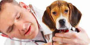 Pflege für beagles