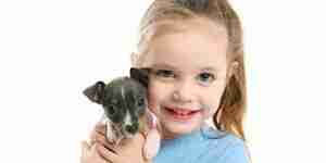 Pflege für Ratte Terrier: Ratte Terrier Hunde