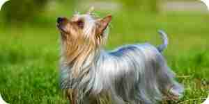 Pflege für Australian Silky Terrier