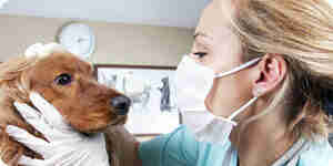 Hund-Krankheiten zu diagnostizieren