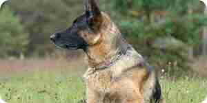 Aggressiven Hundeverhalten zu stoppen: Hunde-Trainingstipps