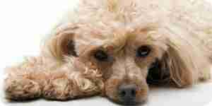 Eckzahn Angiosarkom behandeln: Gesundheit-Hundepflege