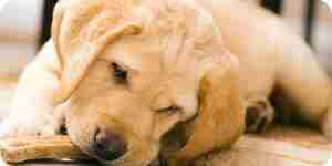 Ausbildung Hunde Papier: Welpen Trainingstipps