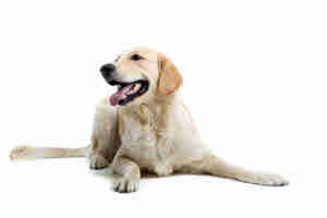 Symptome und Behandlung der Lyme-Borreliose bei Hunden