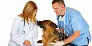 Ein Hund mit chronischer Nierenerkrankung zu behandeln