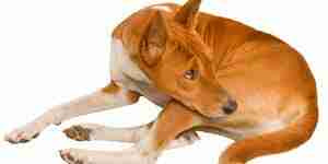 Behandlung von Arthritis Hunde: Hunde Gesundheitsfragen und Probleme