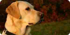Gelber Labrador Retriever: Hunde-Training, Ernährung und Haustierbetreuung