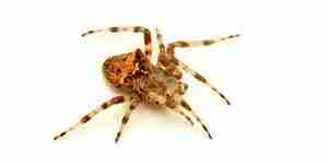 Spinnen zu töten: Spinne Schädlingsbekämpfung
