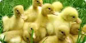 Baby-Enten auslösen: pet Care für Ihre Entlein