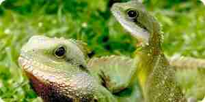 Grüne Leguane zu halten