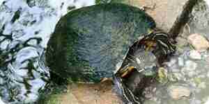 Machen Schildkröten Essen