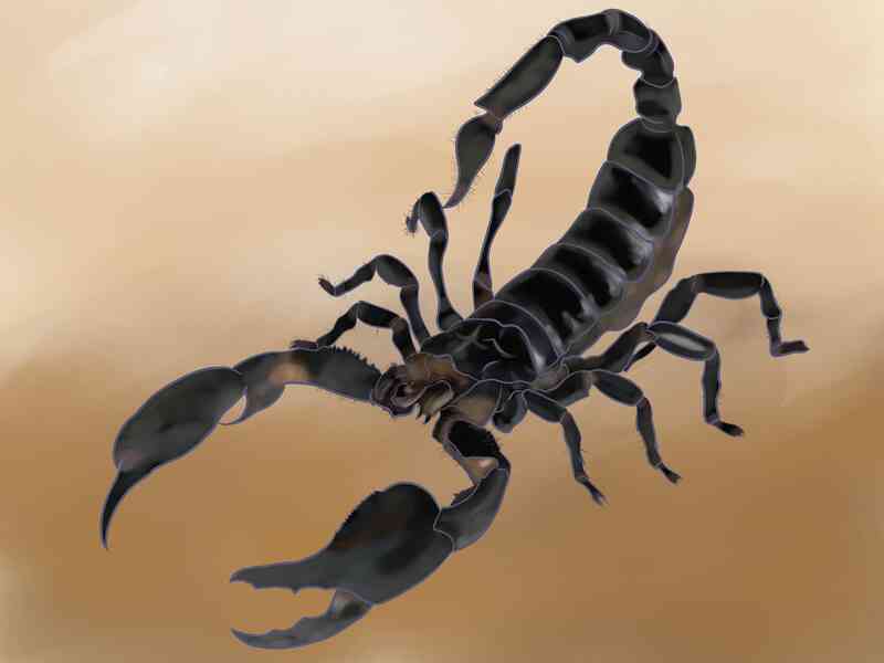 Gewusst wie: zeichnen Sie einen Skorpion