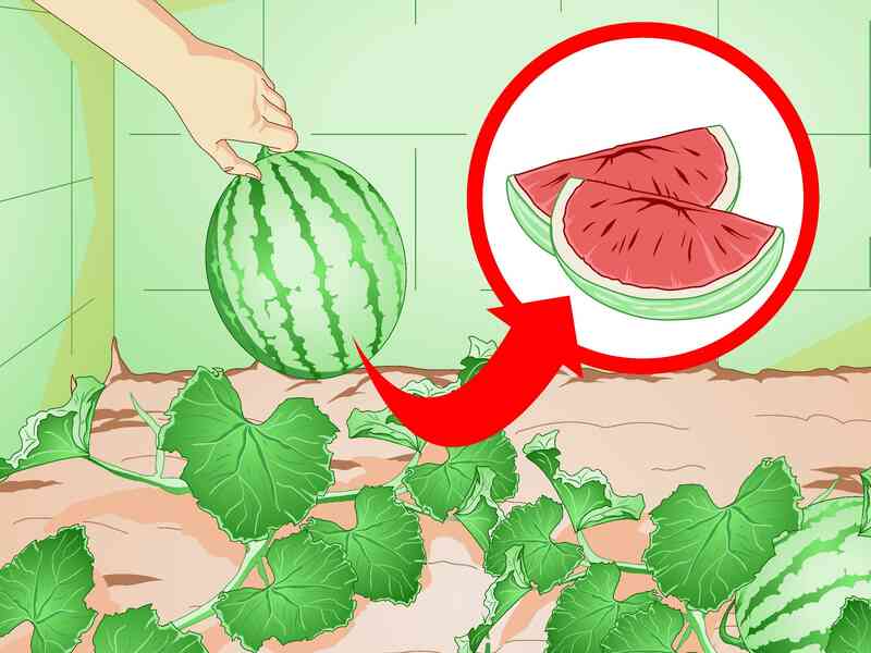Wie man Melonen wachsen